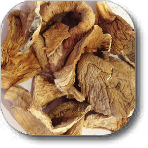Oyster Mushrooms