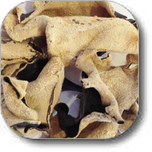 wood ear mushrooms