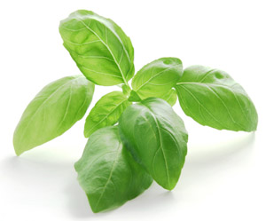 history of basil