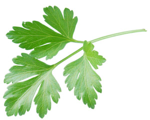 history of parsley