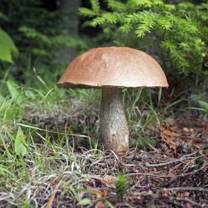 Bolete Mushroom