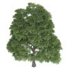 The History of Sassafras The History of Sassafras