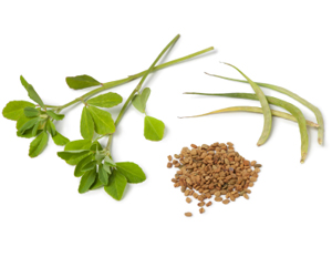 fenugreek