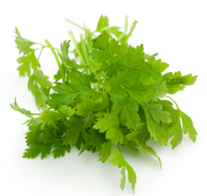 what is chervil?