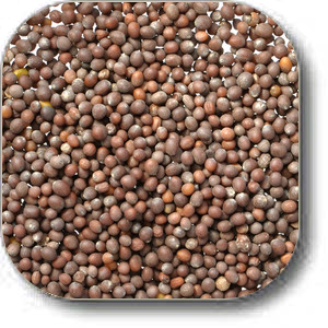 Brown Mustard Seeds